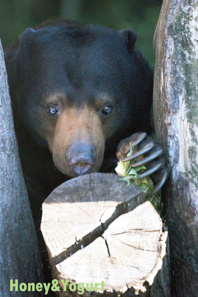 上野動物園 マレーグマ モモコ