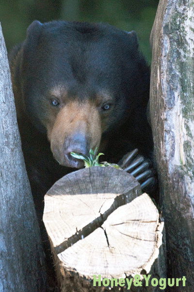 上野動物園 マレーグマ モモコ