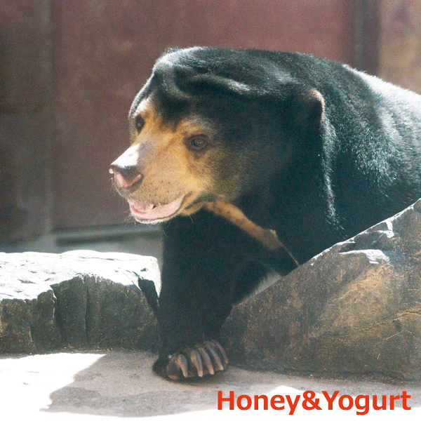 東山動物園　マレーグマ　マー子