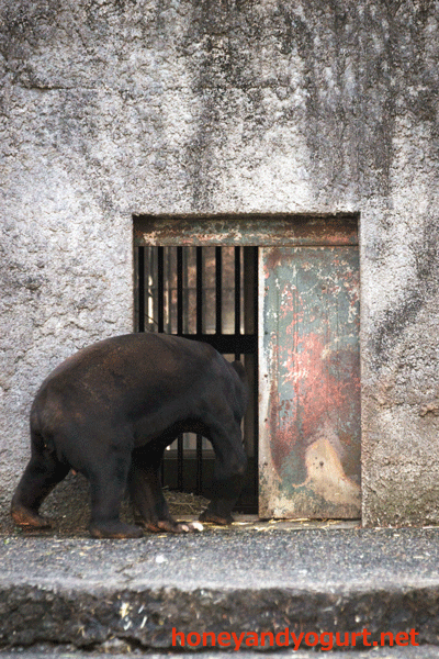 豊橋総合動植物公園　のんほいパーク　シャンシャン