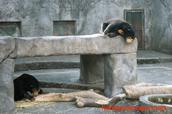 豊橋総合動植物公園　のんほいパーク　マレーグマ　ノン　ノア
