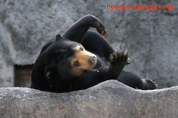 豊橋総合動植物公園　マレーグマ　ノア