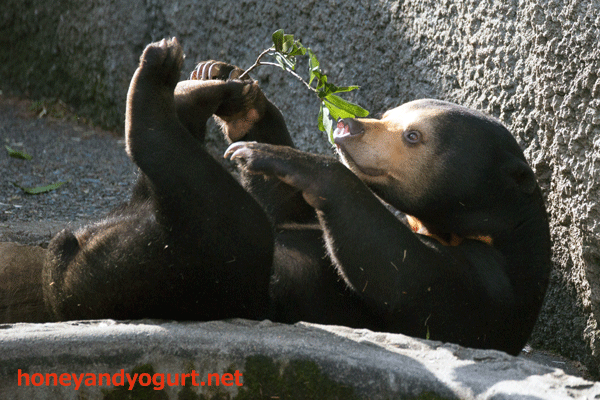豊橋総合動植物公園　マレーグマ　ノア