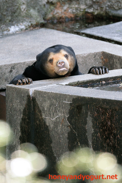 豊橋総合動植物公園　マレーグマ　ノア