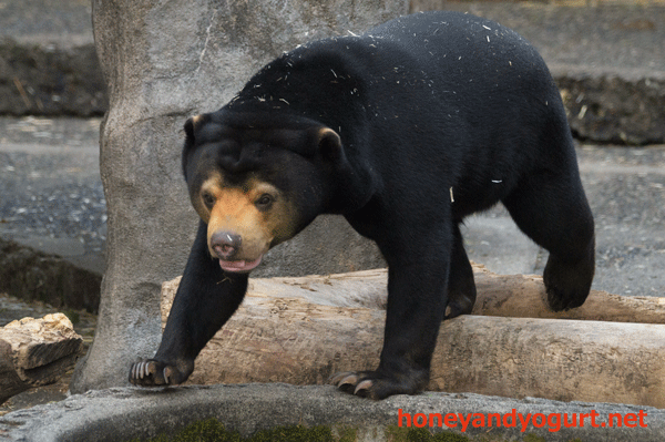 豊橋総合動植物公園　マレーグマ　ノア