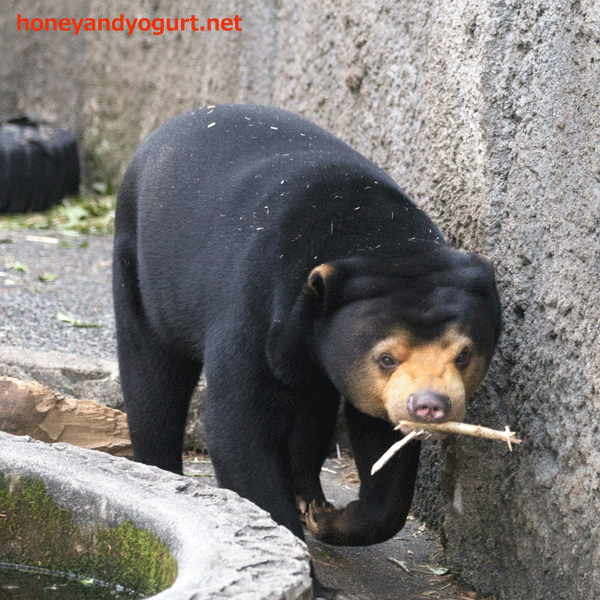 豊橋総合動植物公園　マレーグマ　ノア