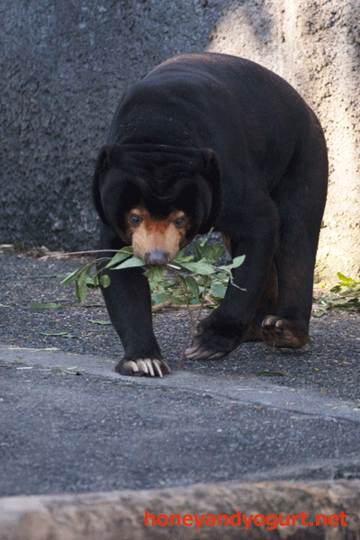豊橋総合動植物公園　マレーグマ　シャンシャン