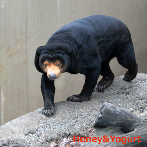 上野動物園　マレーグマ　キョウコ