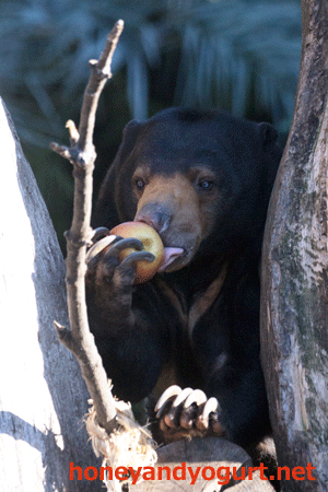上野動物園 マレーグマ モモコ