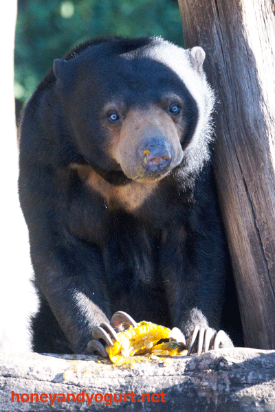 上野動物園 マレーグマ モモコ