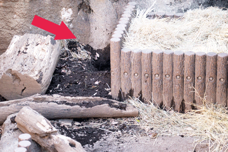 上野動物園　マレーグマ舎