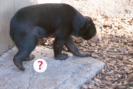 上野動物園　マレーグマ　モモコ