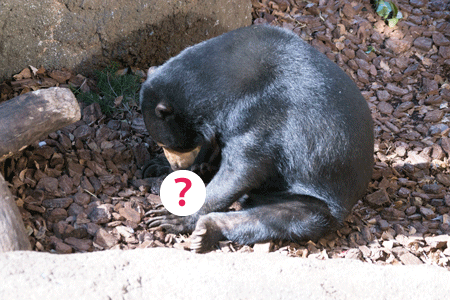 上野動物園　マレーグマ　モモコ