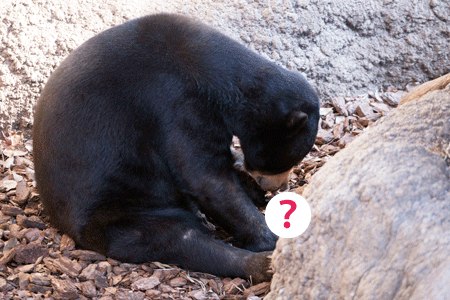 上野動物園　マレーグマ　モモコ