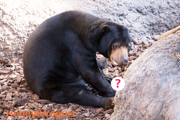 上野動物園　マレーグマ　モモコ