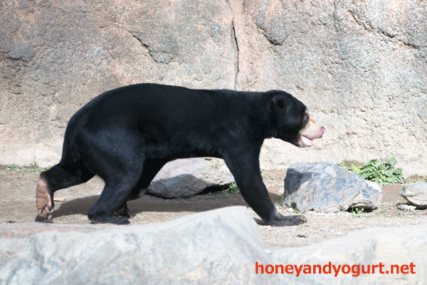 平川動物公園　マレーグマ　ハニイ