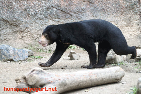 平川動物公園　マレーグマ　ハニイ