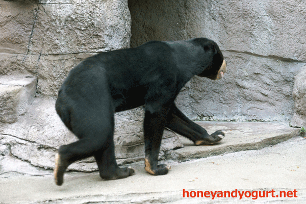 天王寺動物園　マレーグマ　マーズ