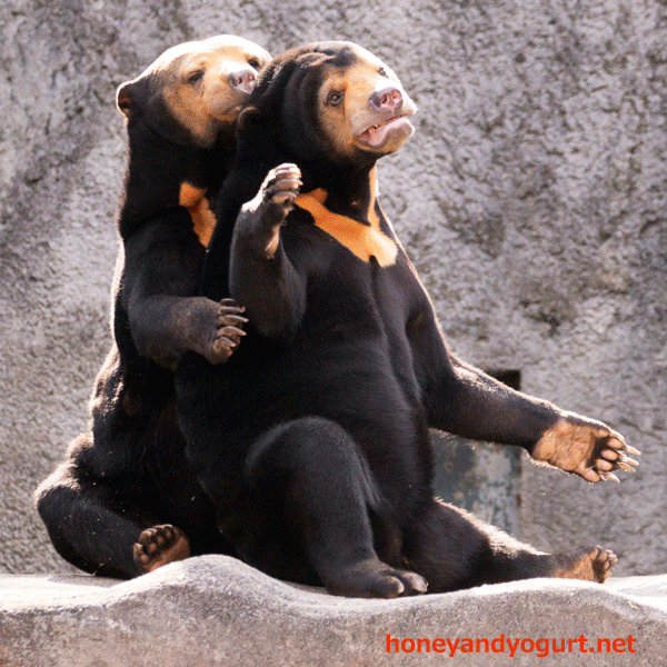 のんほいパーク　豊橋総合動植物公園　マレーグマ　ノン　ノア
