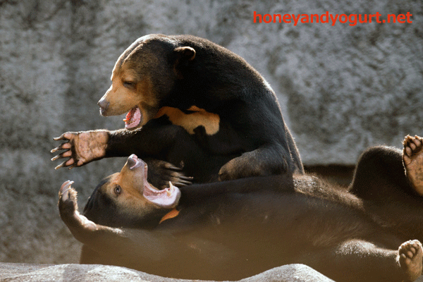 のんほいパーク　豊橋総合動植物公園　マレーグマ　ノン　ノア