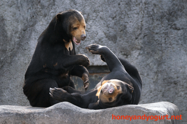 のんほいパーク　豊橋総合動植物公園　マレーグマ　ノン　ノア
