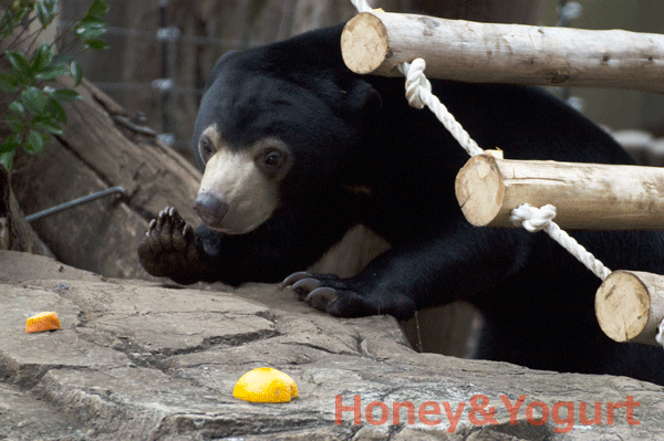 上野動物園　マレーグマ　フジ