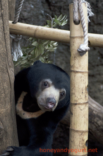 上野動物園　マレーグマ　フジ
