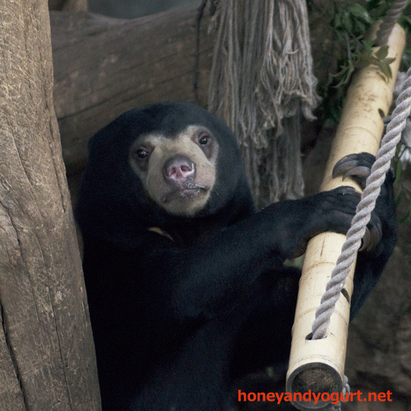上野動物園　マレーグマ　フジ