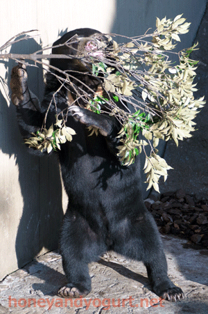 上野動物園　マレーグマ　フジ