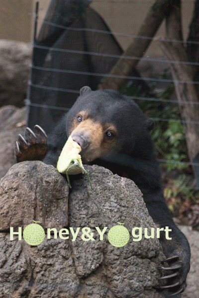 上野動物園　マレーグマ　モモコ