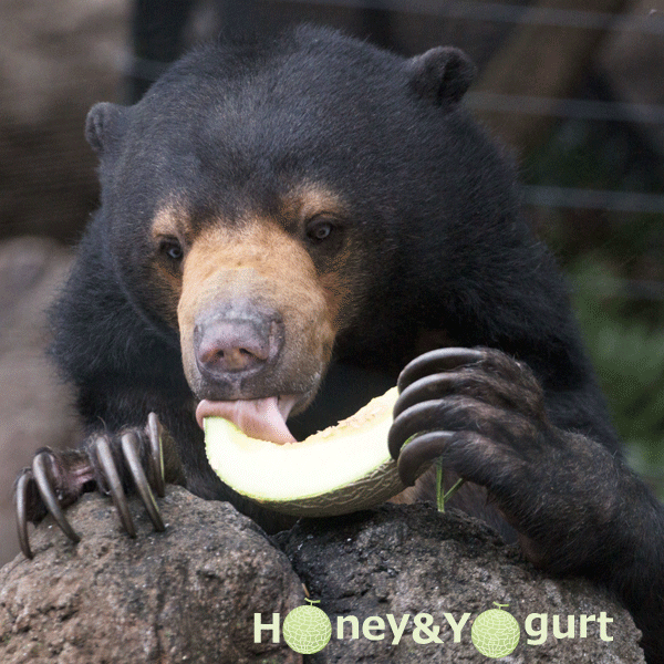 上野動物園　マレーグマ　モモコ