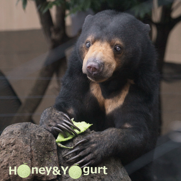 上野動物園　マレーグマ　モモコ
