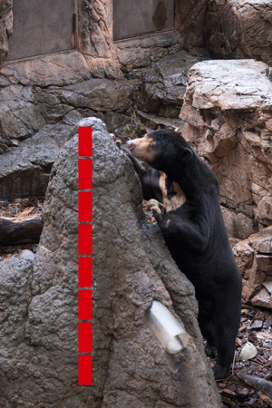 上野動物園　マレーグマ　アズマ