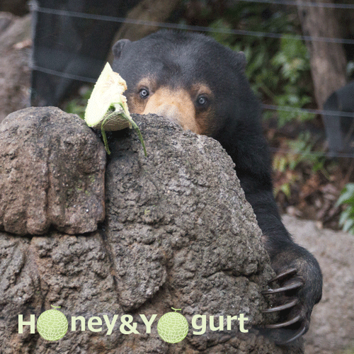 上野動物園　マレーグマ　モモコ