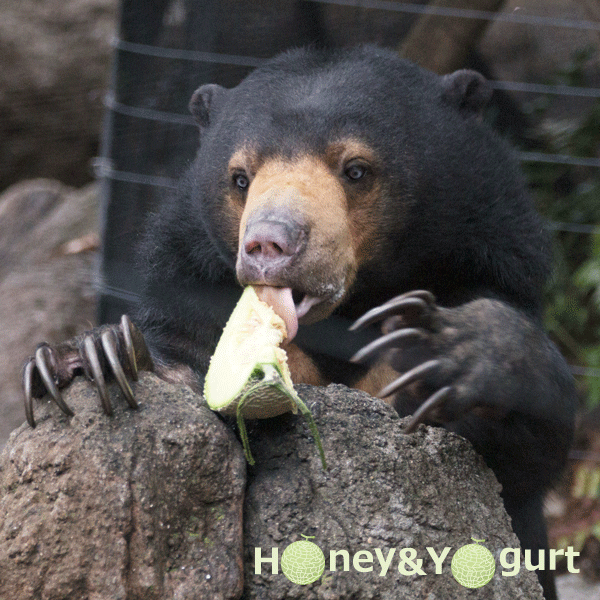 上野動物園　マレーグマ　モモコ