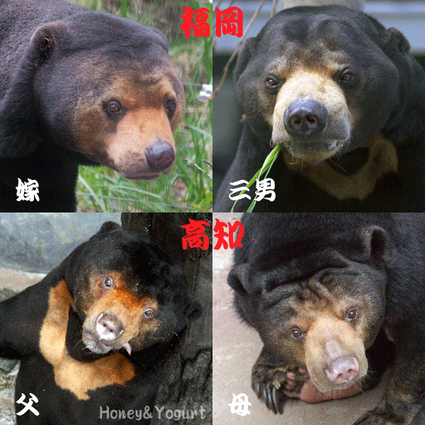 福岡市動物園　のいち動物公園　マレーグマ　マチ　サニー　ワンピイ　タオチイ