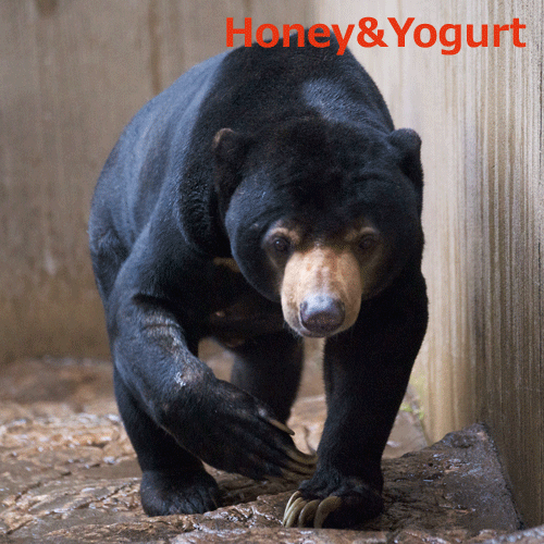 上野動物園 マレーグマ アズマ