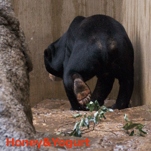 上野動物園 マレーグマ アズマ