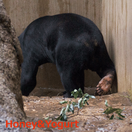 上野動物園 マレーグマ アズマ