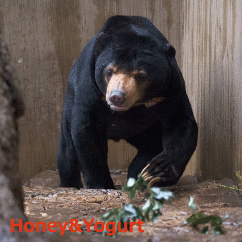 上野動物園 マレーグマ アズマ
