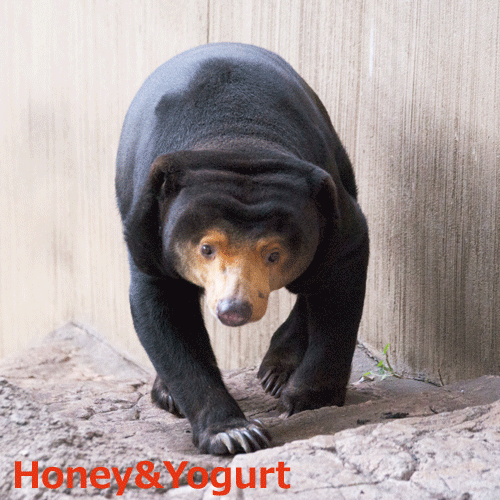上野動物園 マレーグマ キョウコ