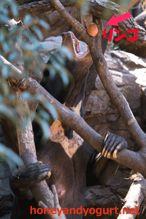 上野動物園　マレーグマ　アズマ