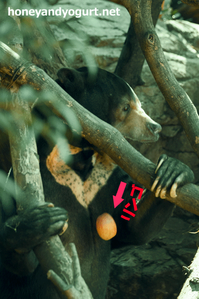 上野動物園　マレーグマ　アズマ