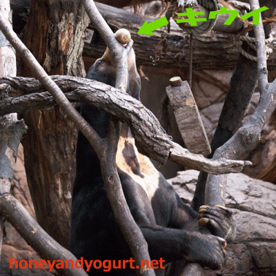 上野動物園　マレーグマ　アズマ