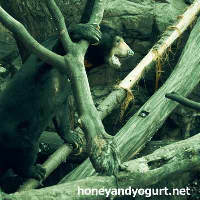 上野動物園　マレーグマ　アズマ