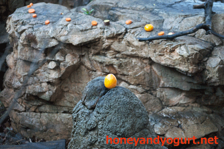 上野動物園　マレーグマ舎