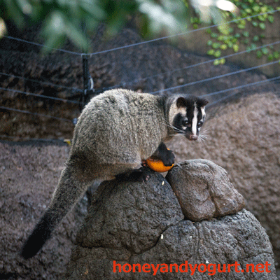 上野動物園　マレーグマ舎