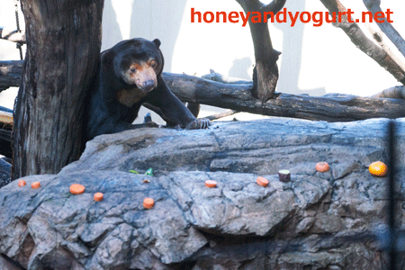 上野動物園　マレーグマ　キョウコ