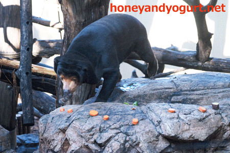 上野動物園　マレーグマ　キョウコ