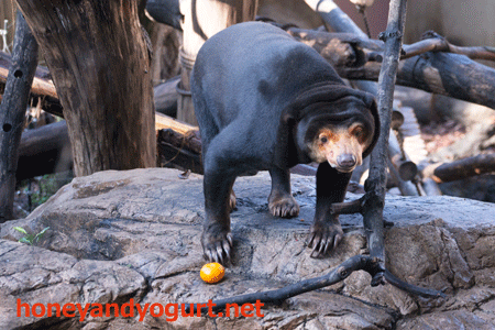 上野動物園　マレーグマ　キョウコ